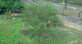 The view from my office window - goats!