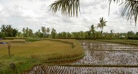 Near Ubud in Bali