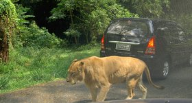 Damn lions, always getting in the way