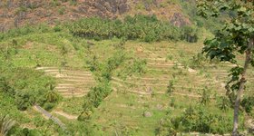 Terraced rice