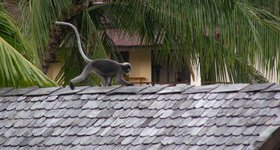 Monkey on hotel on Ao Nang Beach.