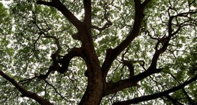 The not-so-famous tree at Jim Thompson's house