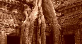 Some of the temples are overgrown with trees. The trees are slowly undermining the walls, but the plan is to let this happen in some ruins.