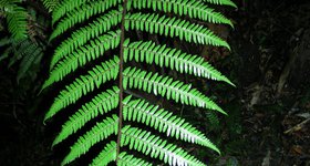 Silver Fern